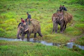 Best 9 Wildlife Sanctuaries and National Park in Nepal