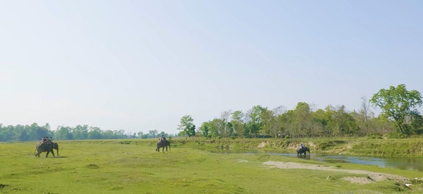 Elephants- Chitwan National Park