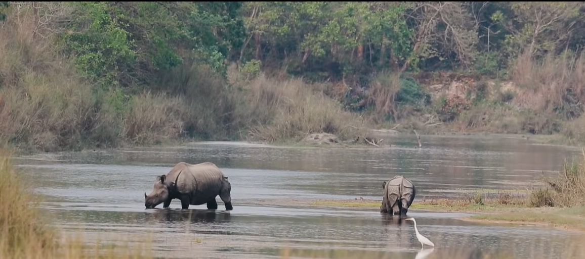 one-horned rhinoceros at Bardiya National Park 